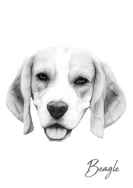 Beagle dog portrait