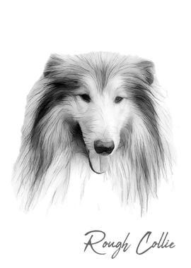 Rough Collie dog portrait