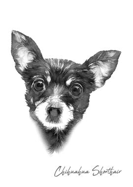 Chihuahua shorthair dog