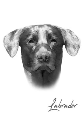 Cool Labrador dog portrait