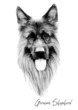 Chic German Shepherd dog