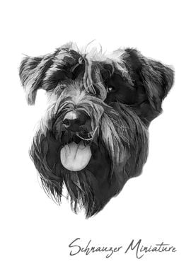 Miniature Schnauzer dog