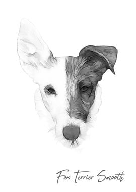 Fox Terrier Smooth dog