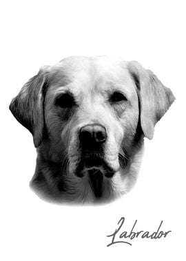 Cute Labrador dog portrait