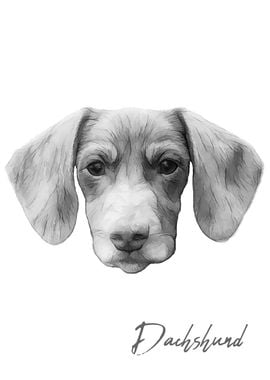 Dachshund dog portrait