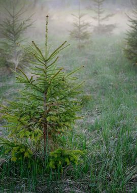 Fog In The Forest