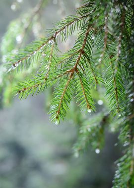 Pine Tree CloseUp