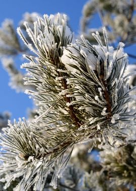 Pine Tree Covered With Hoa