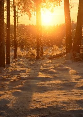 Falling Snow In Winter For