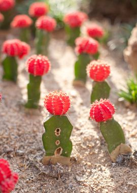 Colorful Gymnocalycium Cac