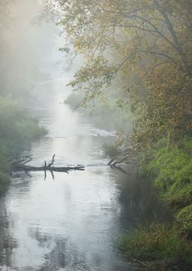 Mornig River And A Forest