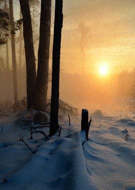 Falling Snow In Winter For