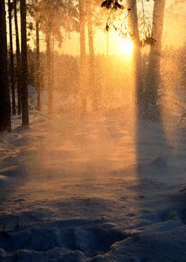 Falling Snow In Winter For