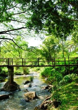 Bridges Bamboo Tropical Ra