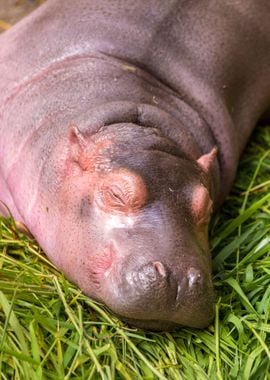 Hippopotamus