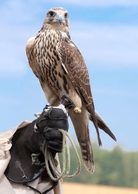 A Falcon On Handlers Hand