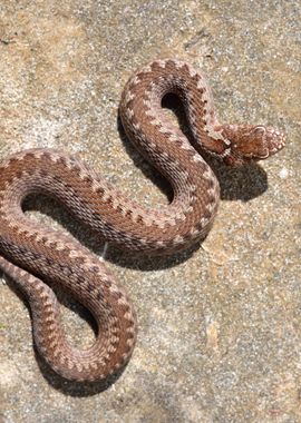 Common European Viper Snak