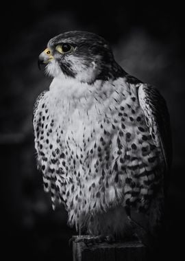 Peregrine falcon