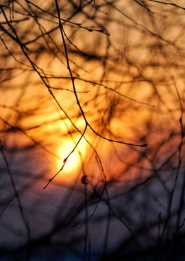 Tree Silhouette At The Sun