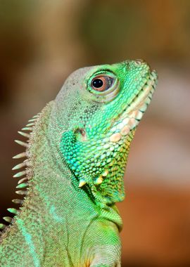 Colorful Green Lizard Clos