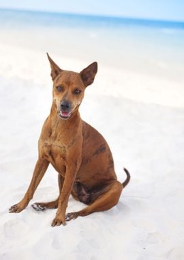 Dog On Beach