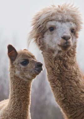 Alpaca On Farm