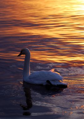 Swan Swimming In Lake In T