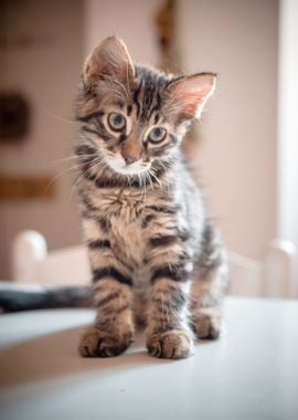 Cat On The Table