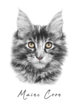 Maine Coon Cat