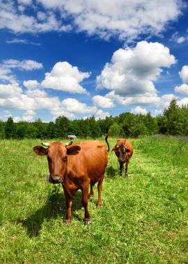 Two Cows At The Green Agai