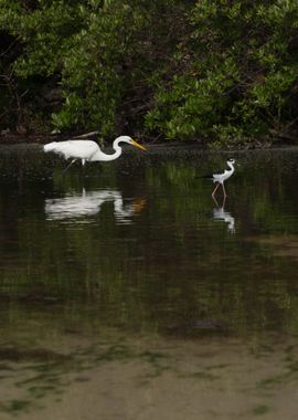 Great Egret And BlackNecke