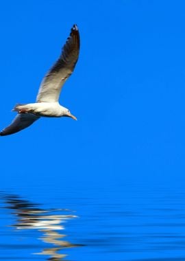 Seagull Flying