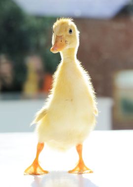 Little Duck