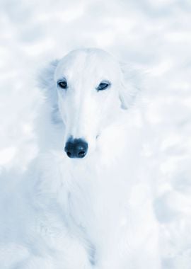 Borzoi Sight Hound