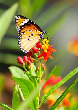 Monarch Butterfly Milkweed