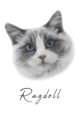 Ragdoll Cat