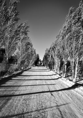 Trees and shadows