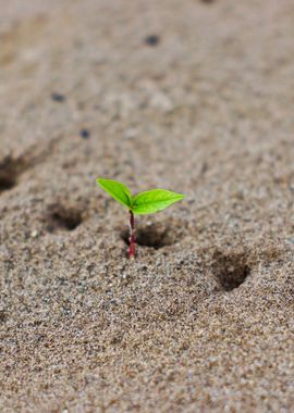 New Born Plant