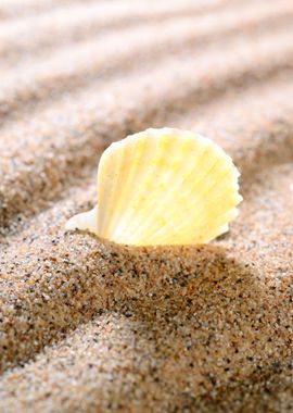 Sea Shell On The Sandy Bea