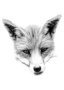 Wild Fox