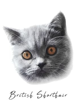 British Shorthair Cat