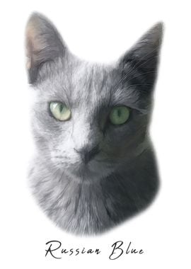 Russian Blue Cat