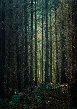 Autumn Forest In The Nethe