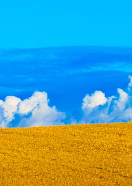 Cereal Field Against Ornam