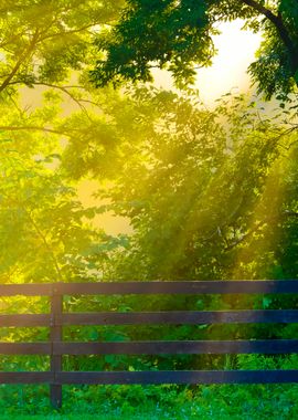 Sunbeams In Strong Fog In 