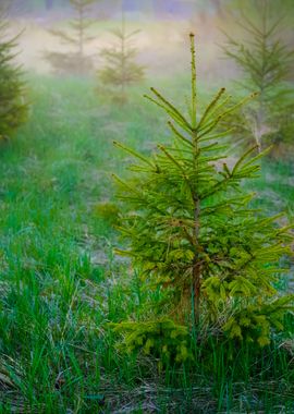 Fog In The Forest