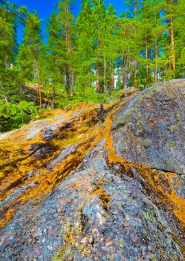 Forest On Granite Rocks An