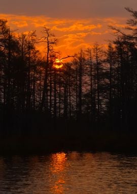 Kemeri Bog In Latvia Fores