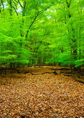 Spring Forest In The Nethe