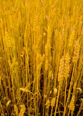 Wheat Field CloseUp